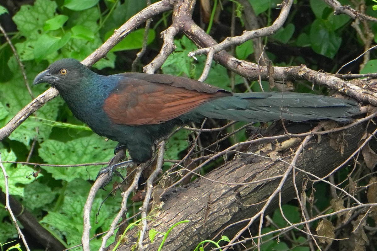 Greater Coucal (Southern) - ML643819663