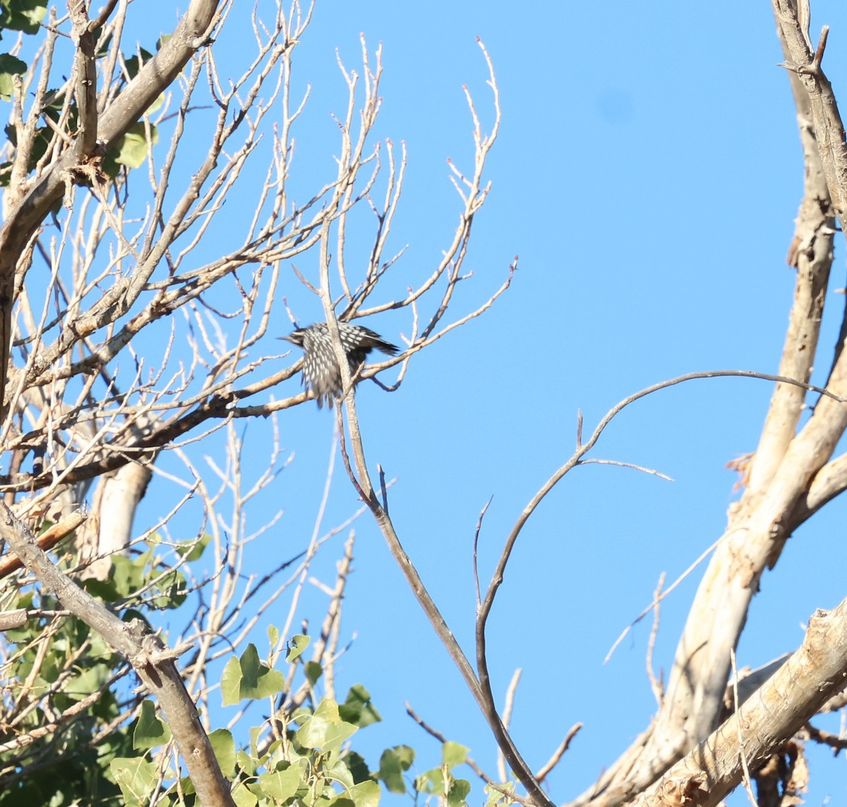 Ladder-backed Woodpecker - ML643819668