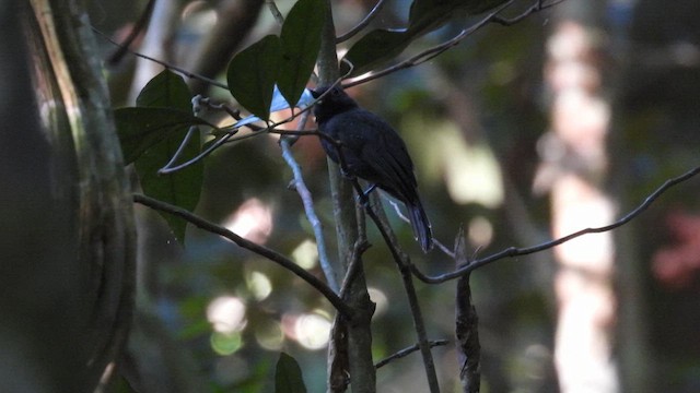 Saturnine Antshrike - ML643819674