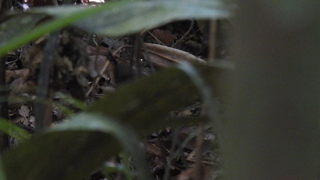 Black-faced Antthrush (Black-faced) - ML643819681