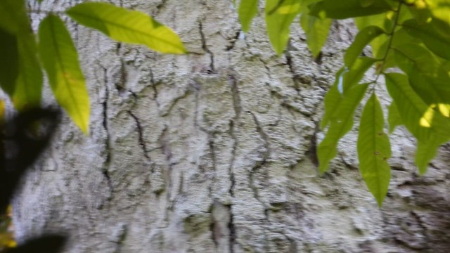 Hoffmanns's Woodcreeper - ML643819683