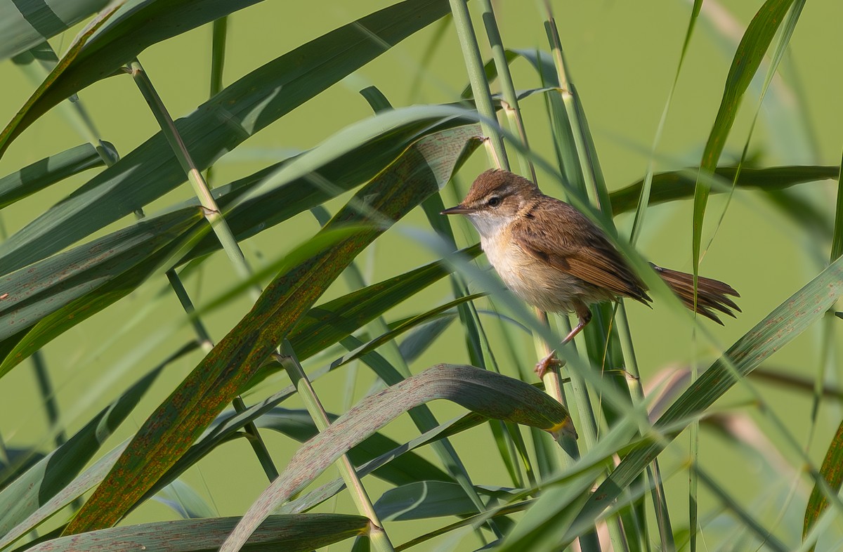 Paddyfield Warbler - ML643819697