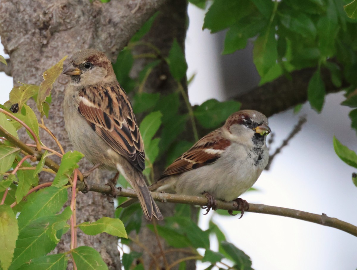 House Sparrow - ML643819698