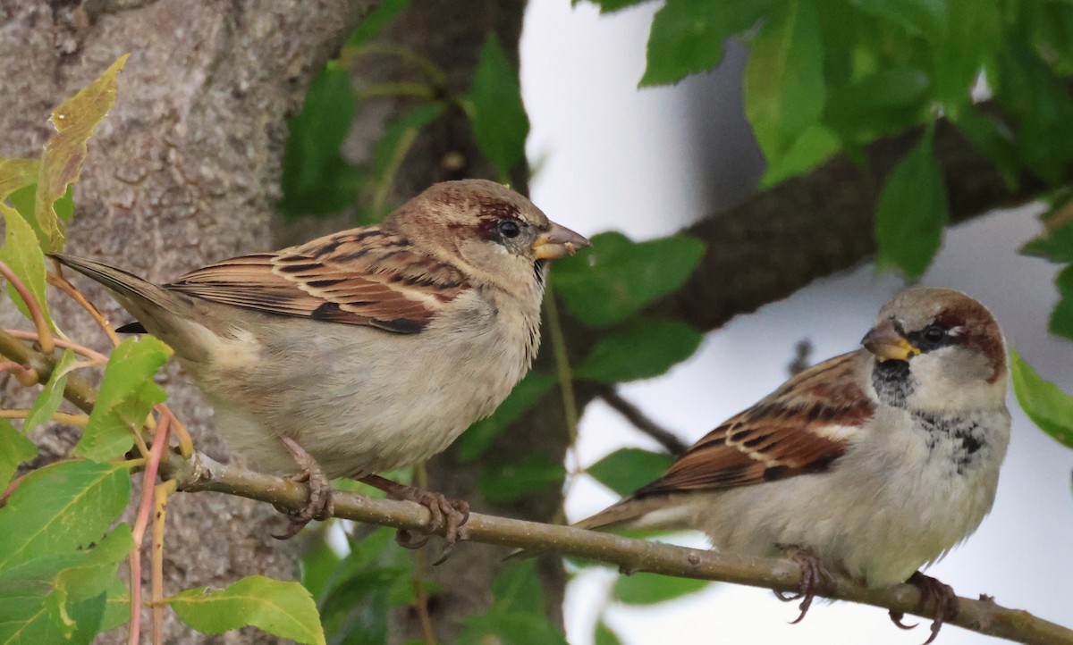 House Sparrow - ML643819699