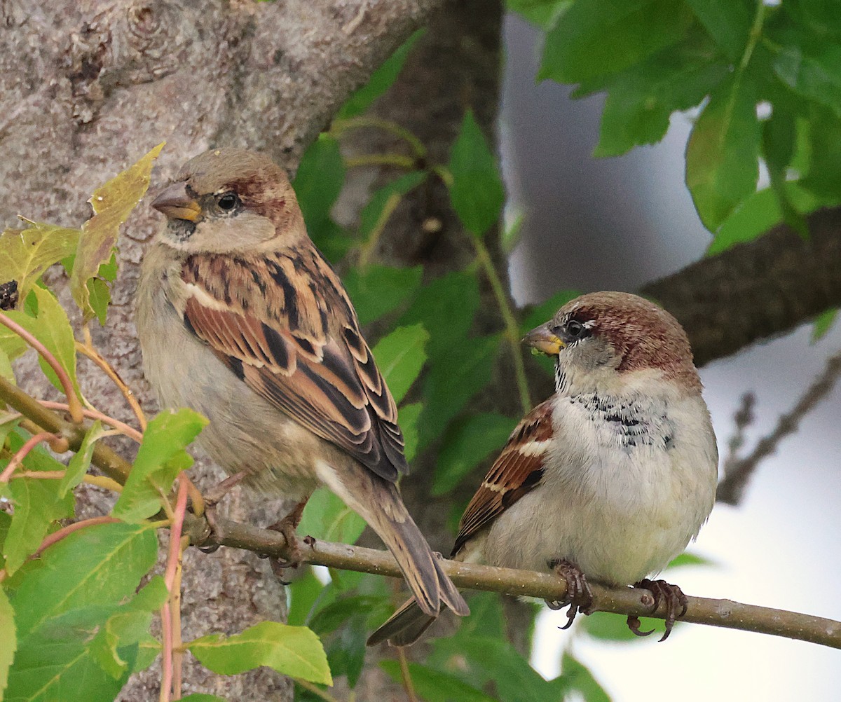 House Sparrow - ML643819700