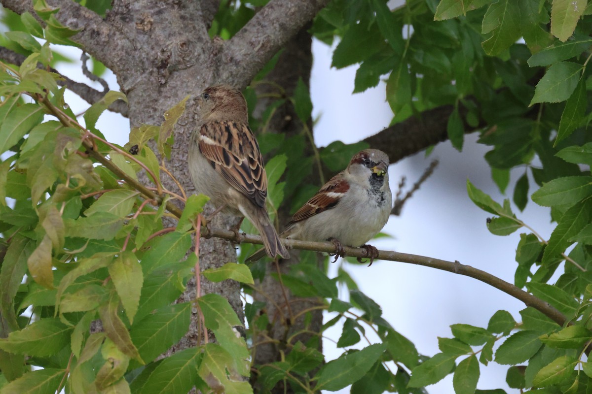 House Sparrow - ML643819701