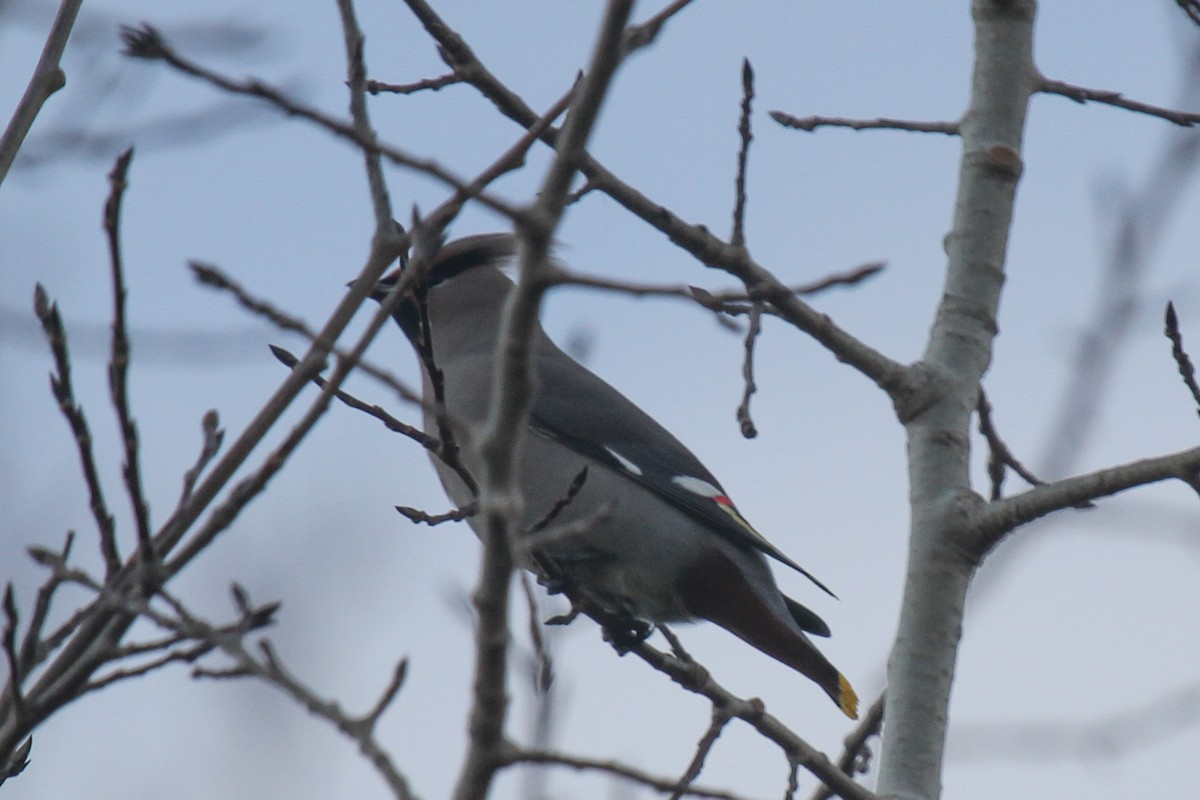 Bohemian Waxwing - ML643819709