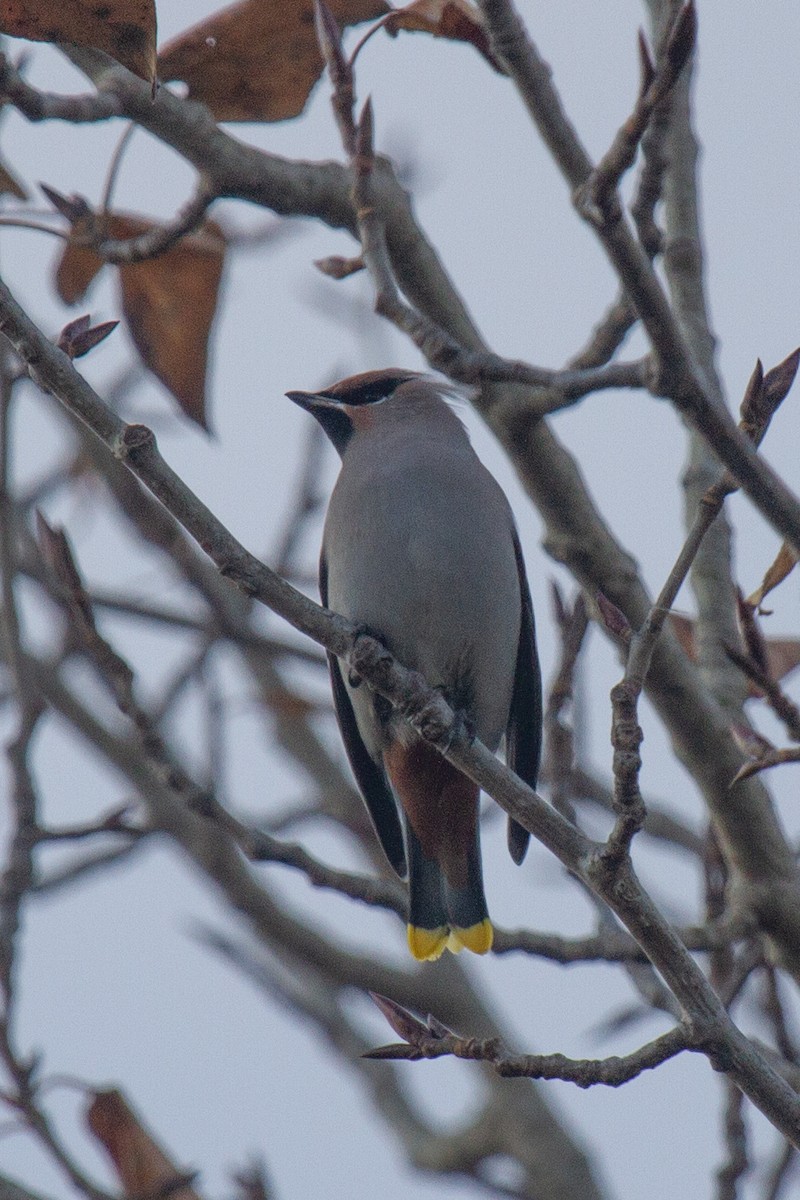 Bohemian Waxwing - ML643819710