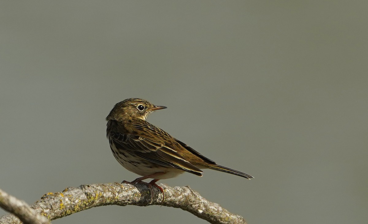 heipiplerke - ML643819715