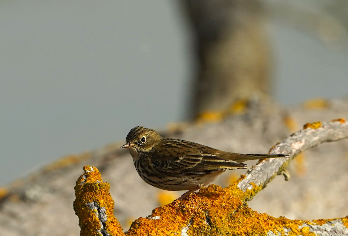 heipiplerke - ML643819716