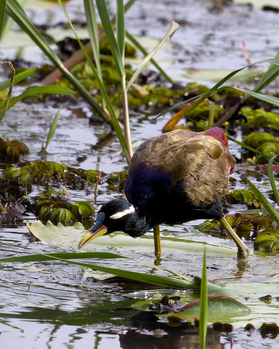 Bronzeblatthühnchen - ML643819724