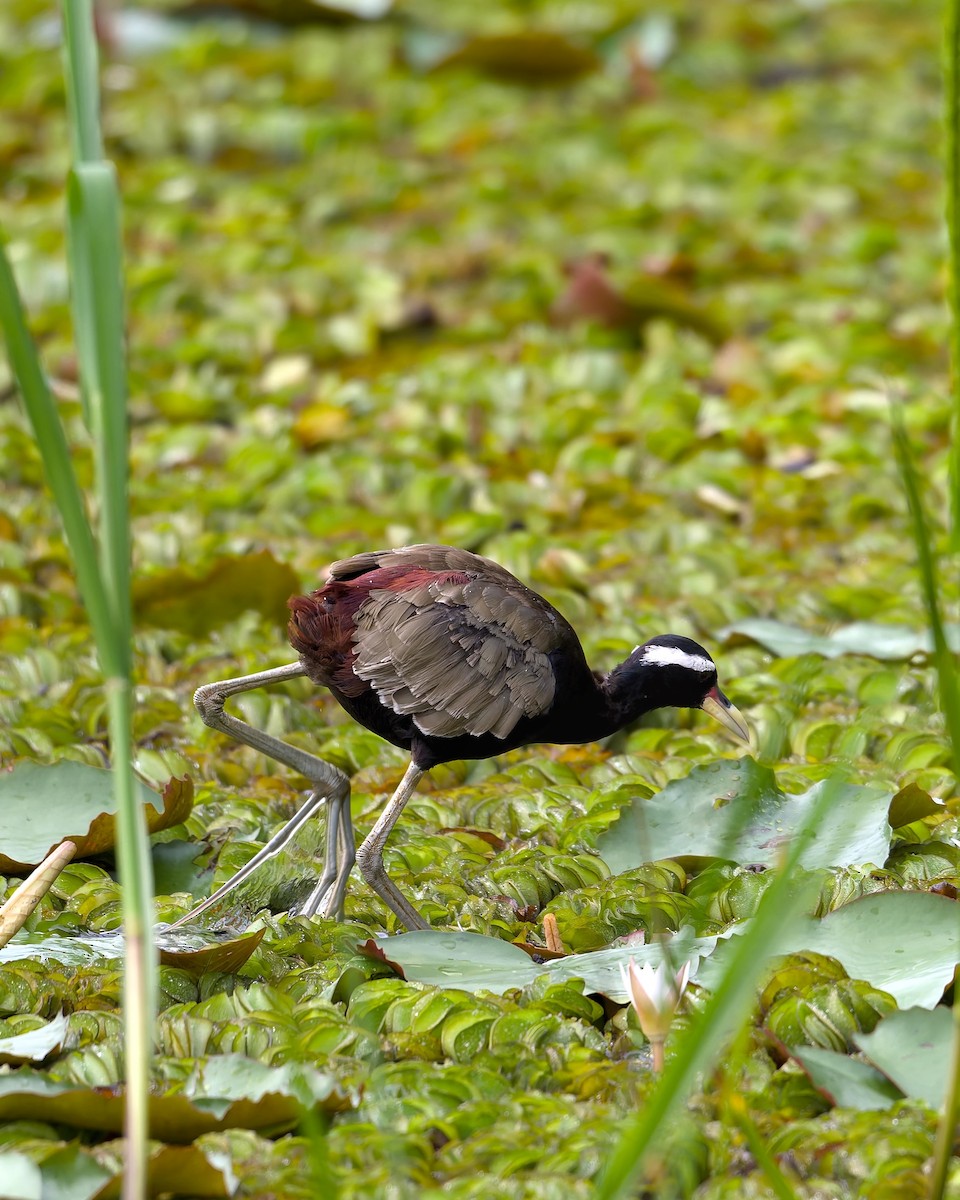 Bronzeblatthühnchen - ML643819730