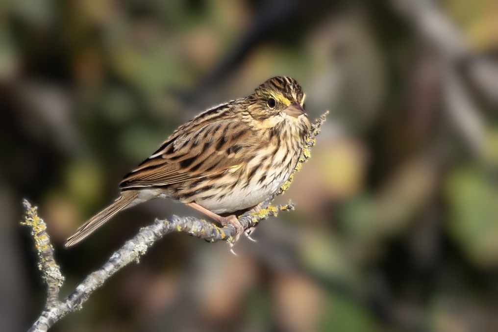 Savannah Sparrow - ML643819746
