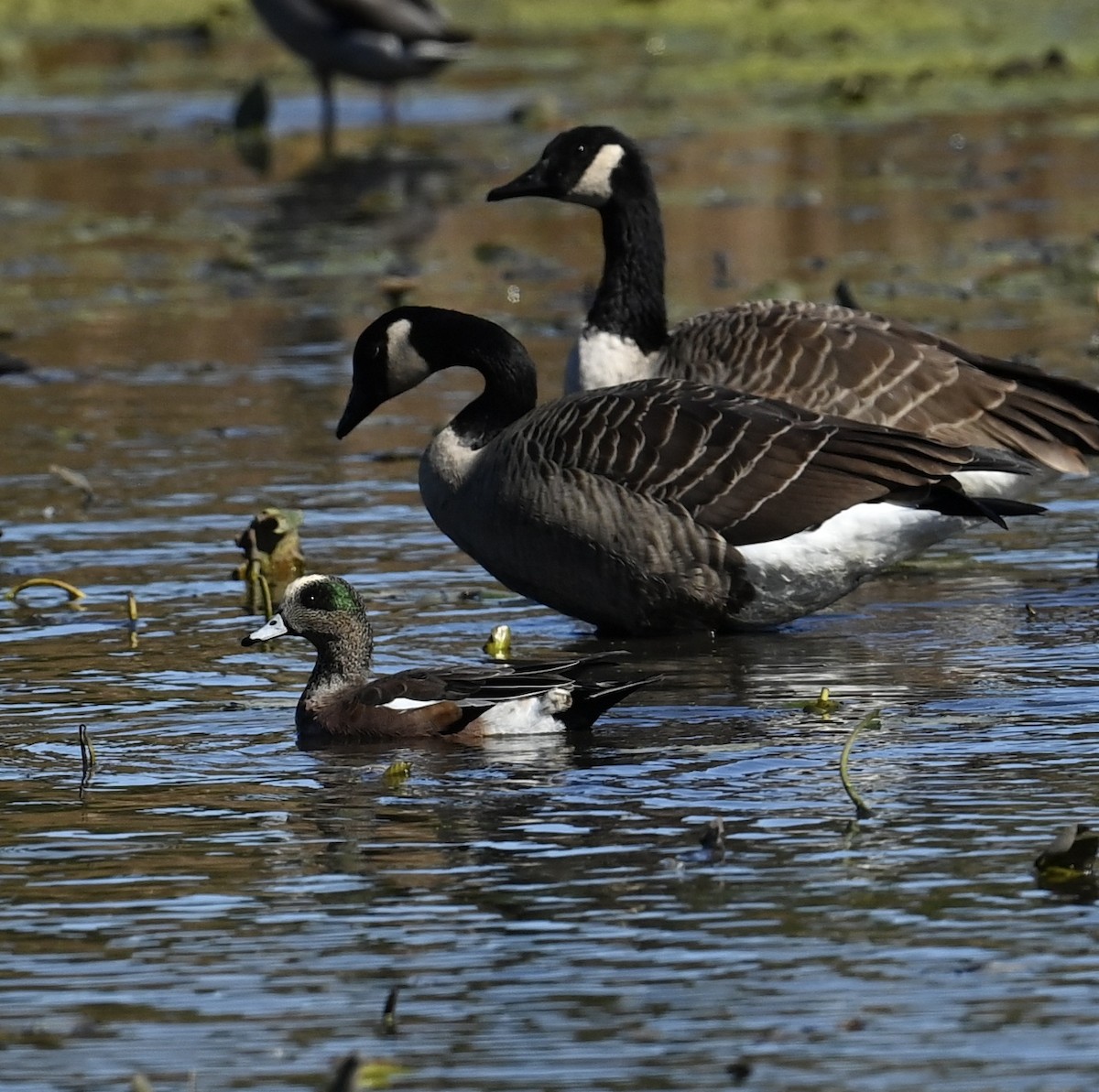 American Wigeon - ML643819753