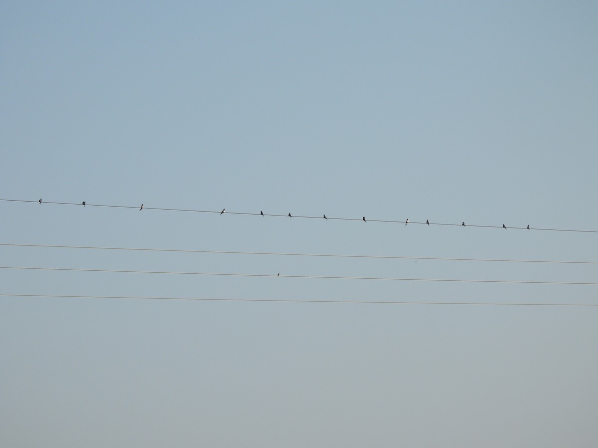Crested Treeswift - ML643819757