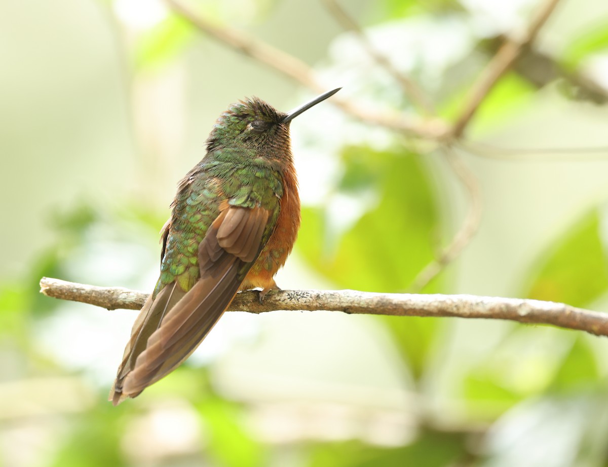 Chestnut-breasted Coronet - ML643819768