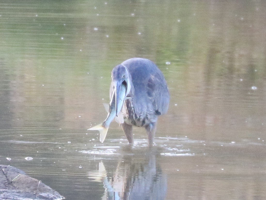 Great Blue Heron (Great Blue) - ML643819769