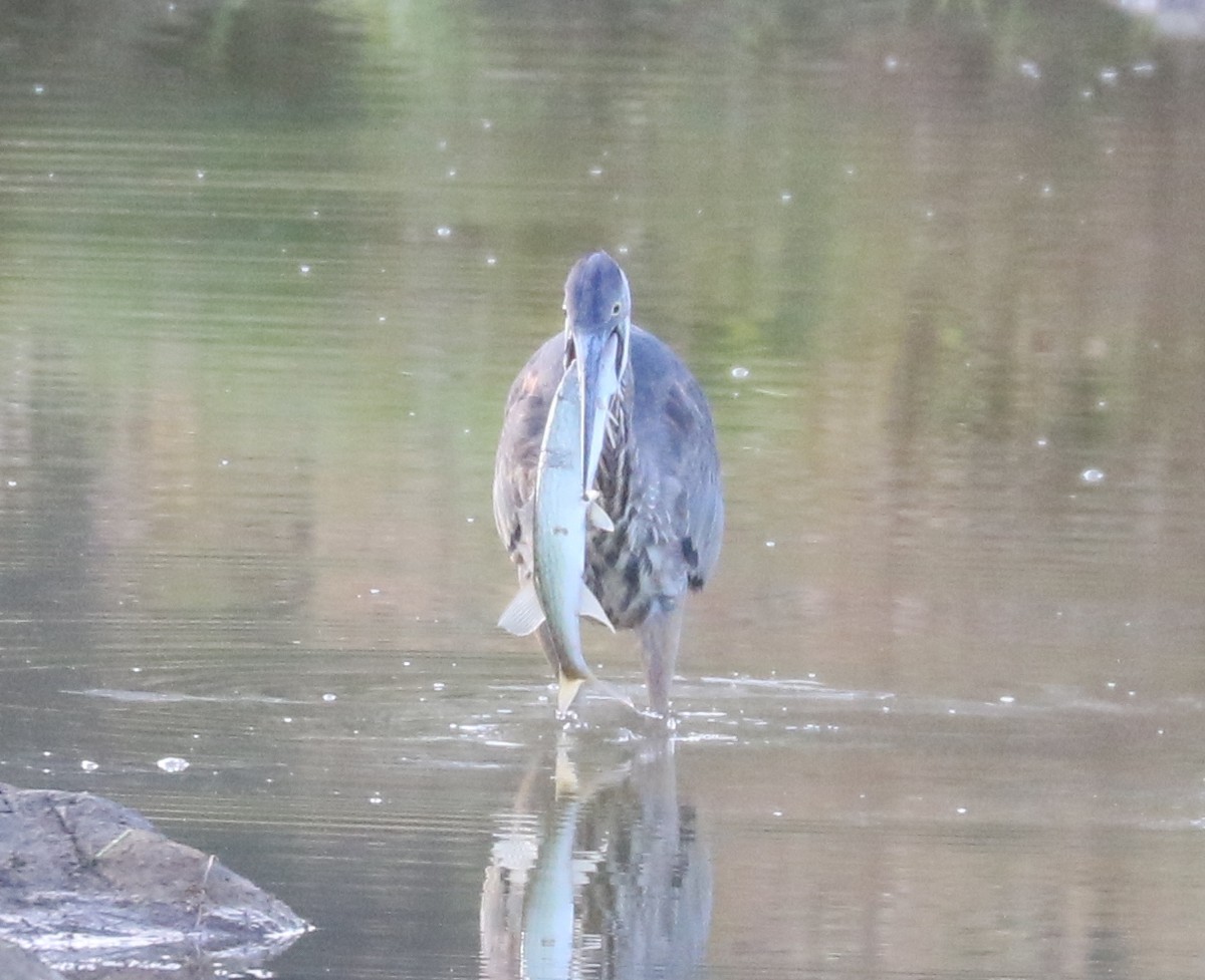 Great Blue Heron (Great Blue) - ML643819770
