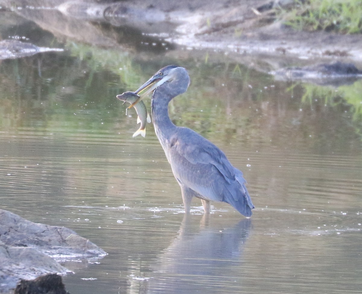 Great Blue Heron (Great Blue) - ML643819774