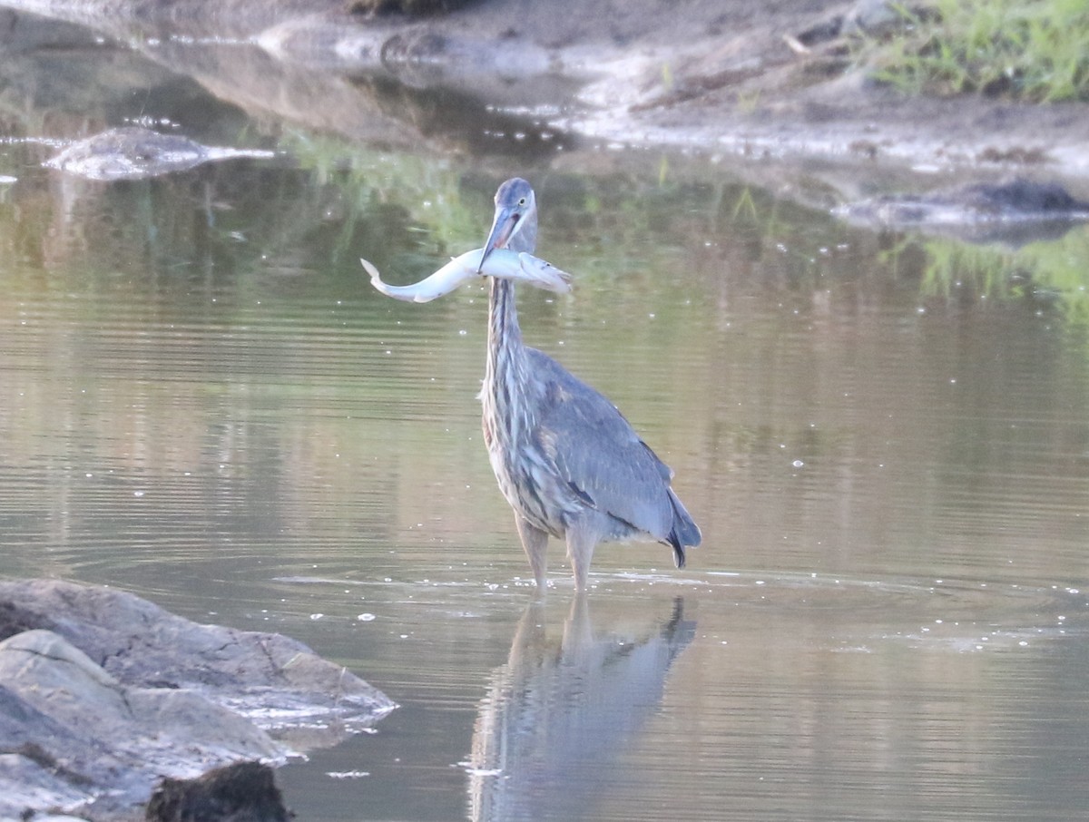 Great Blue Heron (Great Blue) - ML643819776