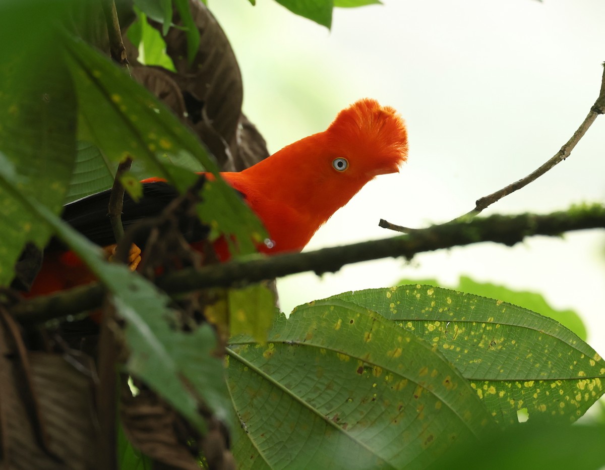 Andean Cock-of-the-rock - ML643819777