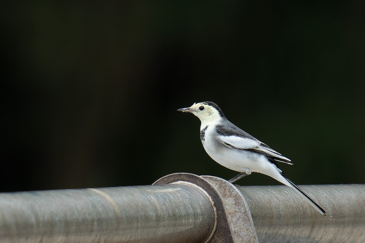 White Wagtail - ML643819778
