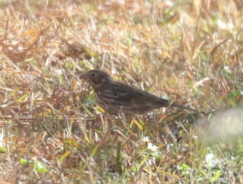 Vesper Sparrow - ML643819779