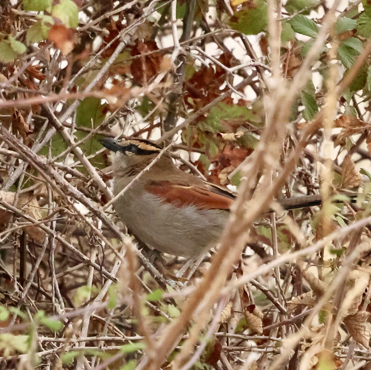 Black-crowned Tchagra (Hooded) - ML643819780