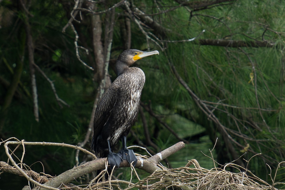 Great Cormorant (Eurasian) - ML643819788