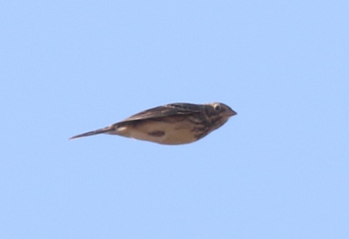 Vesper Sparrow - ML643819789