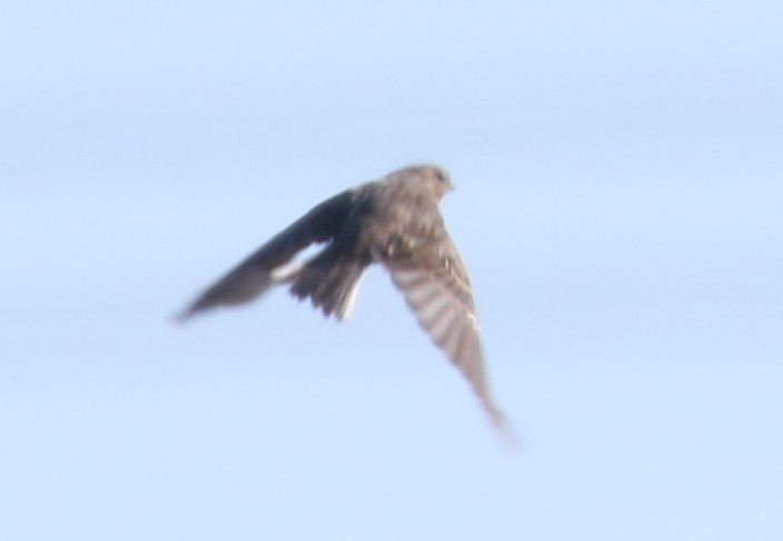 Vesper Sparrow - ML643819790
