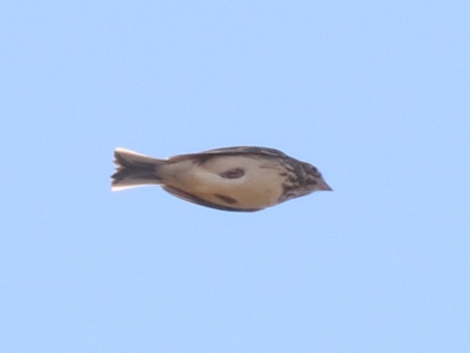 Vesper Sparrow - ML643819791