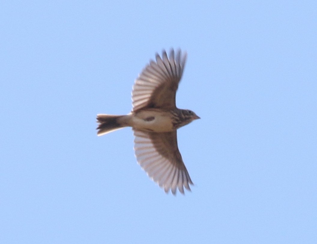 Vesper Sparrow - ML643819792