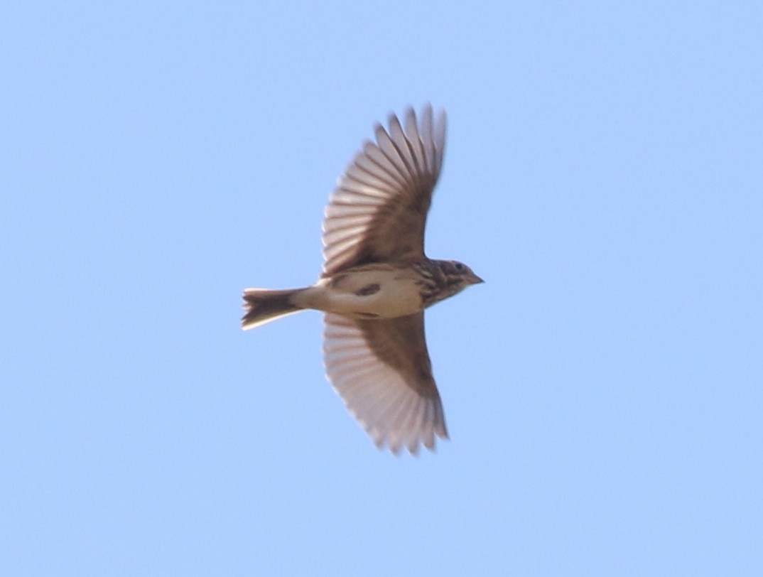 Vesper Sparrow - ML643819793