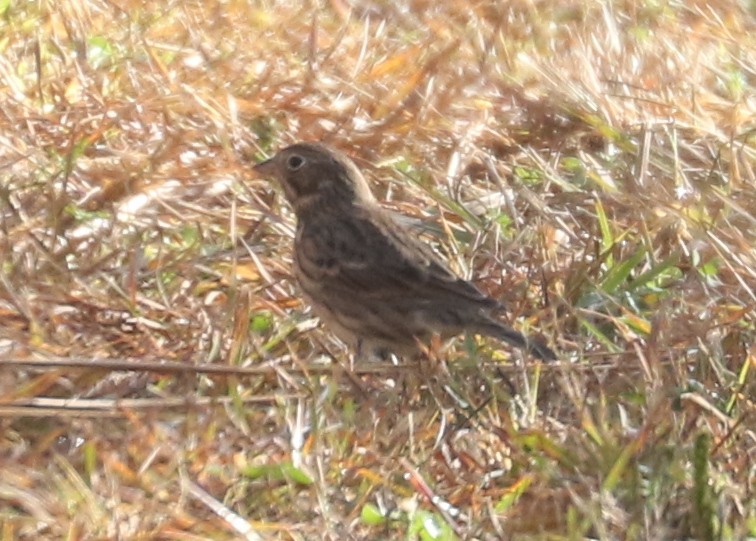 Vesper Sparrow - ML643819794
