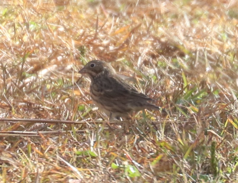 Vesper Sparrow - ML643819795