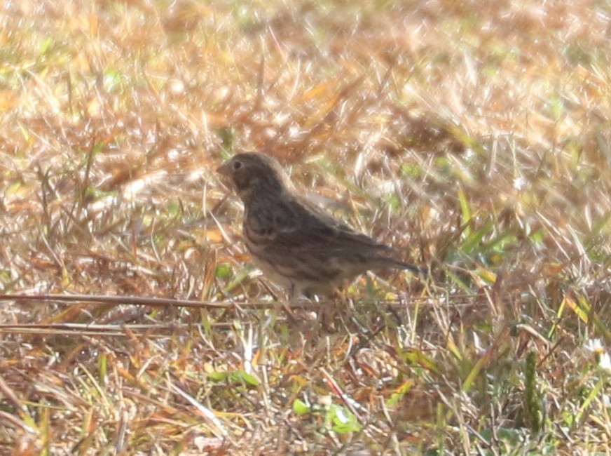 Vesper Sparrow - ML643819797