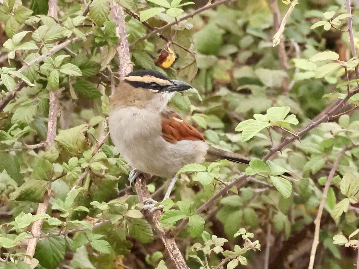 Black-crowned Tchagra (Hooded) - ML643819798