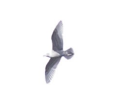 gull sp. - ML643819799