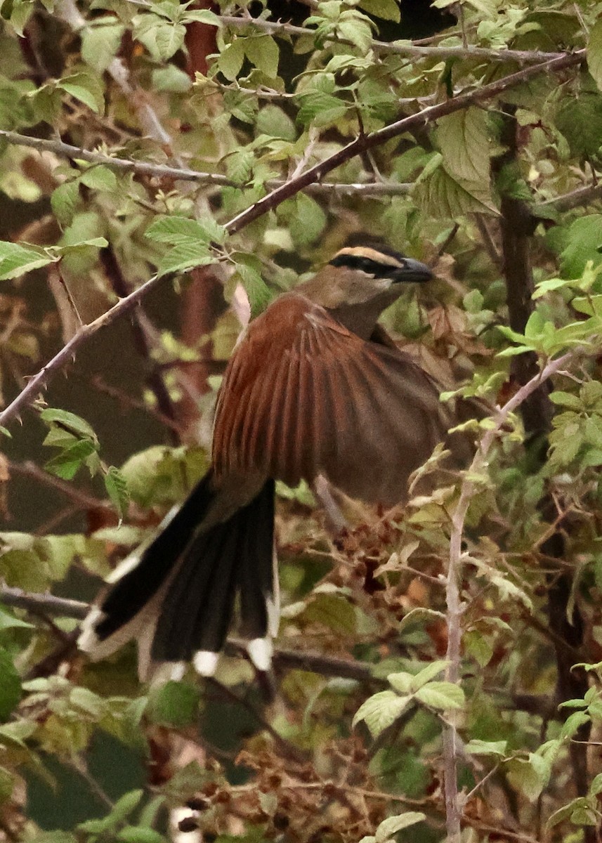 Black-crowned Tchagra (Hooded) - ML643819800