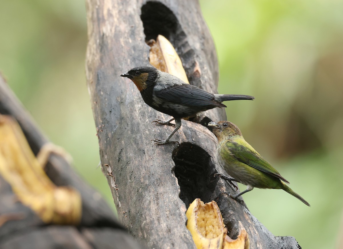 Silvery Tanager - ML643819802
