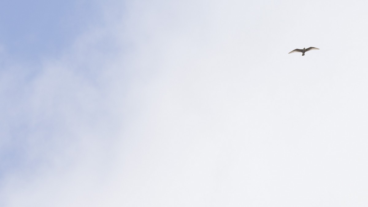 gull sp. - ML643819803