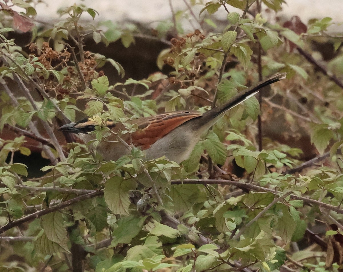 Black-crowned Tchagra (Hooded) - ML643819804