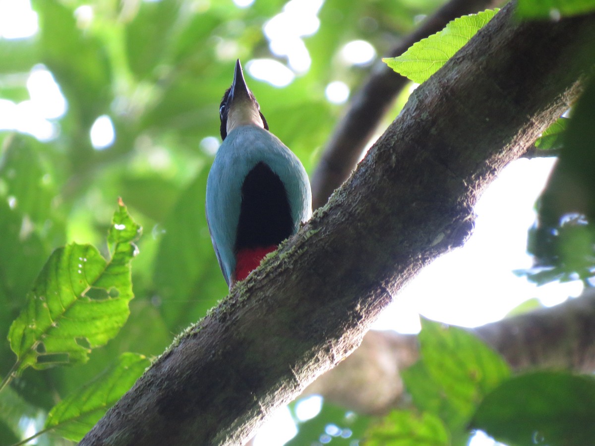 Azure-breasted Pitta - ML643819805