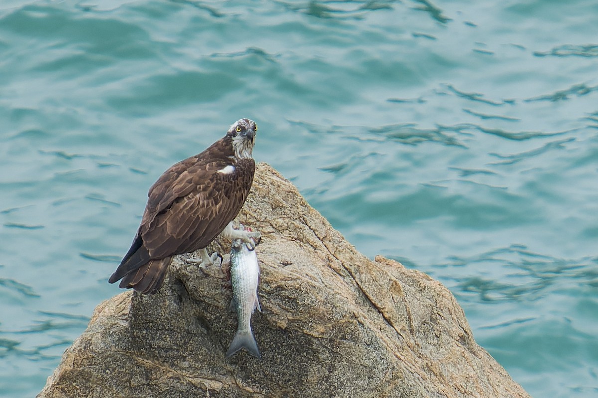 Osprey (Eurasian) - ML643819806