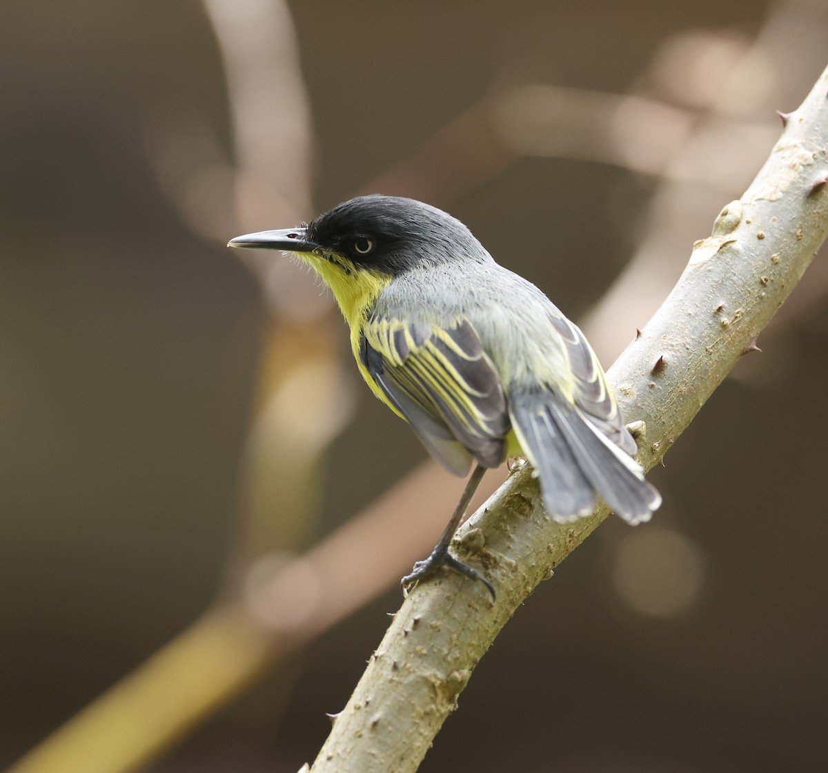Common Tody-Flycatcher - ML643819808