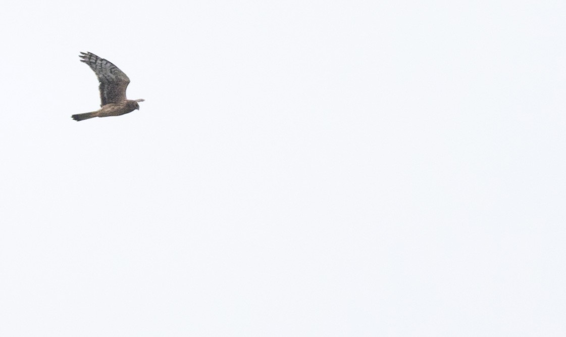 Northern Harrier - ML643819811