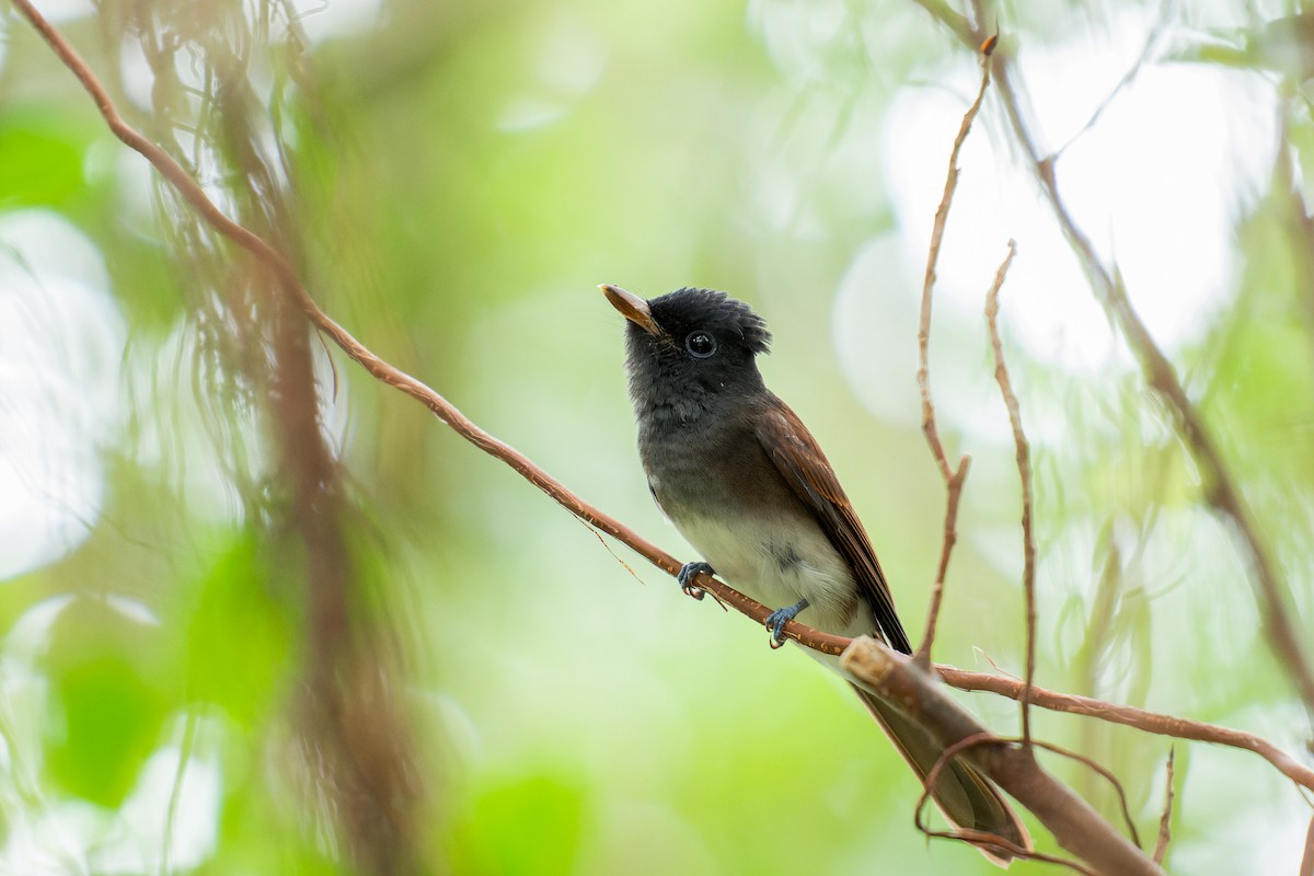 Black Paradise-Flycatcher - ML643819832