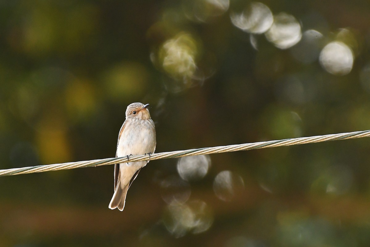 Spotted Flycatcher - ML643819866