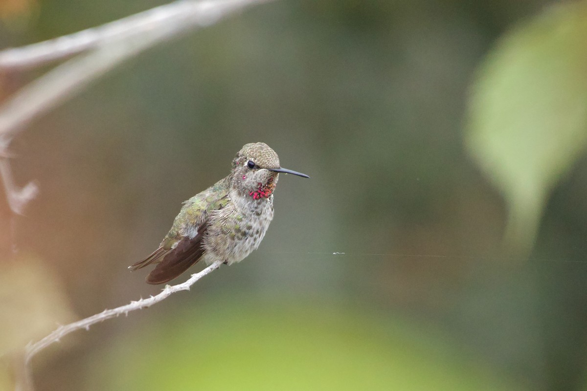Anna's Hummingbird - ML643820447
